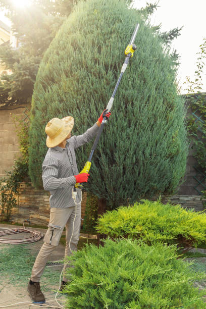 Best Emergency Tree Removal  in Antelope, CA